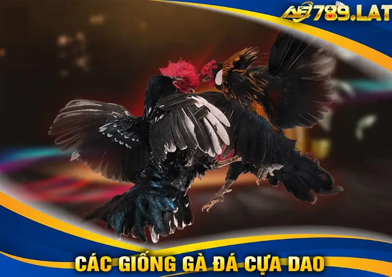 Các Giống Gà Đá Cựa Dao Phổ Biến Tại AE789